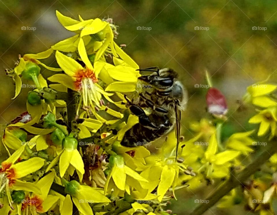 Nature, Flower, Insect, Bee, Flora