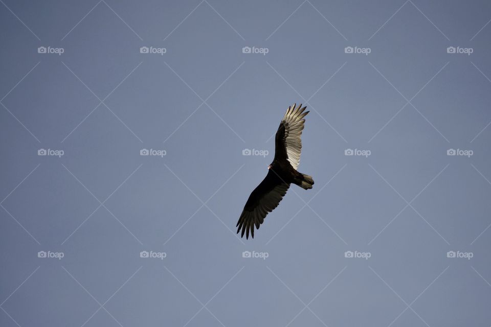 Turkey Vulture circling residential neighborhood in Columbus, Ohio searching for food