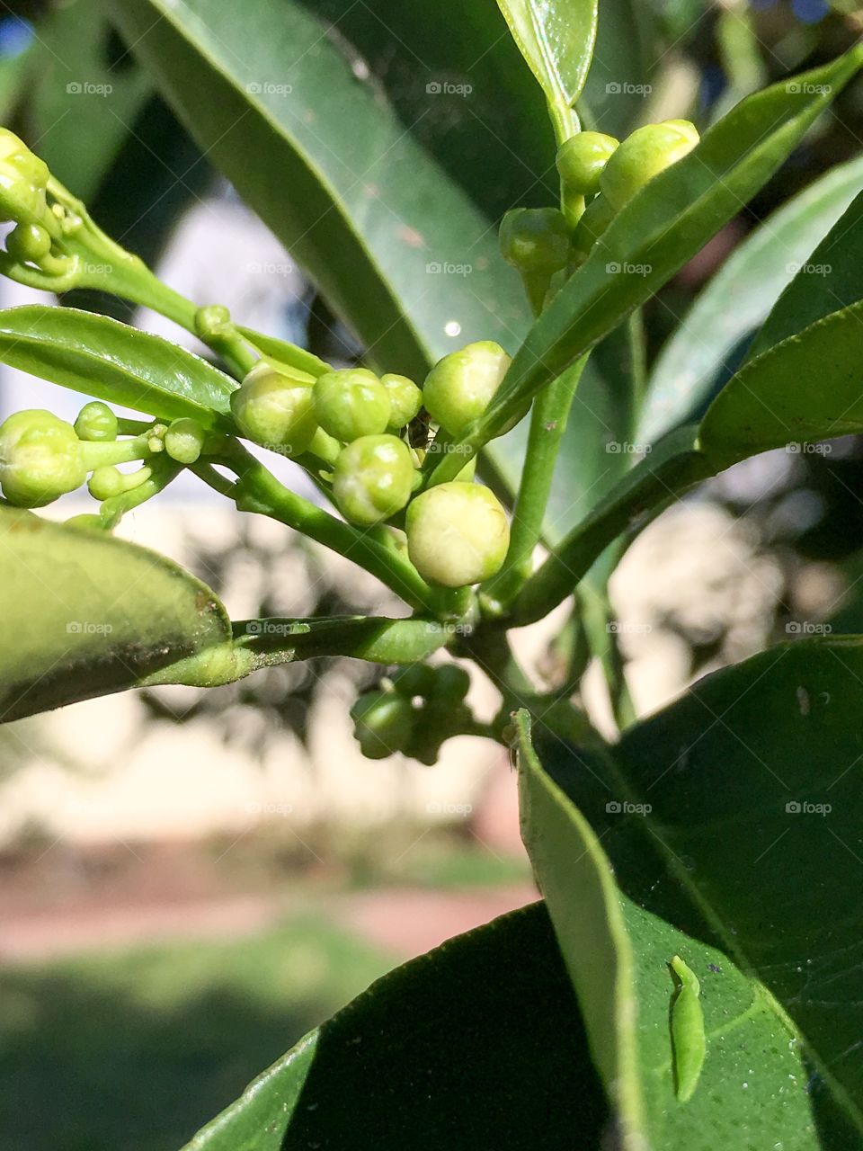 Orange tree blossom
Buds