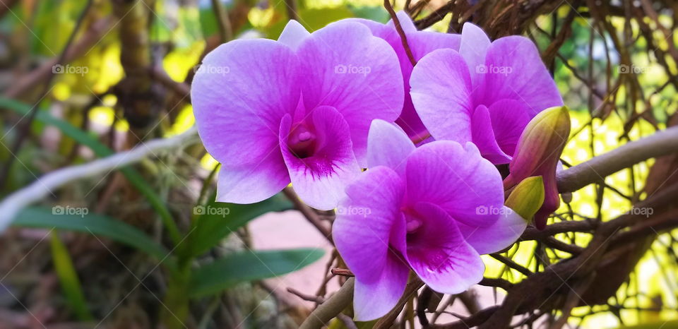 Violet flower. Orchidaceae.  Beautiful flower garden. Orchid garden.