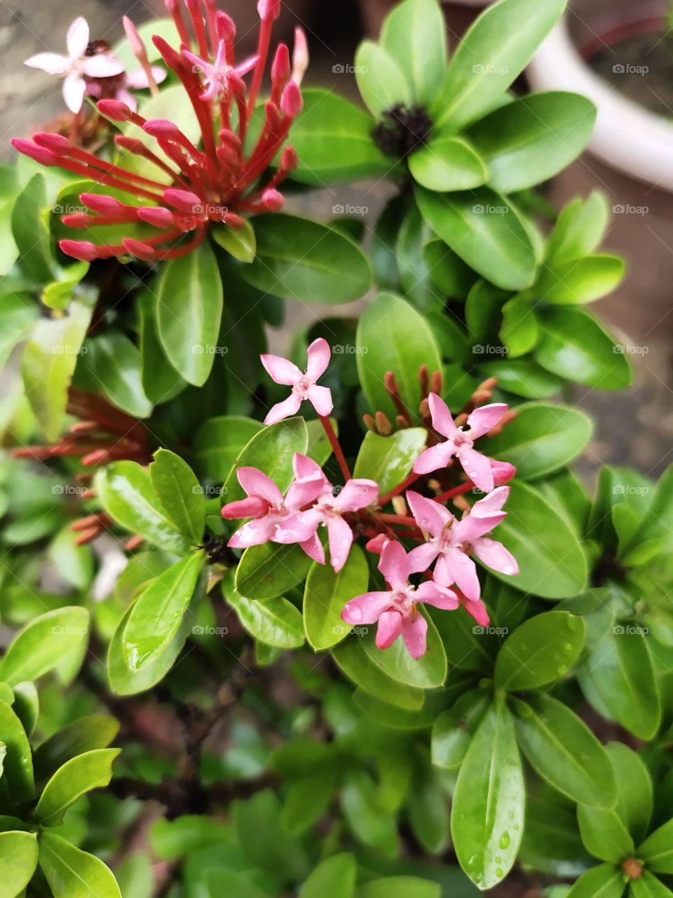 👁️📷👁️📷
Ixora Coccinia Plant
Grooming Flowers 🌺🌺
Beauty of Nature