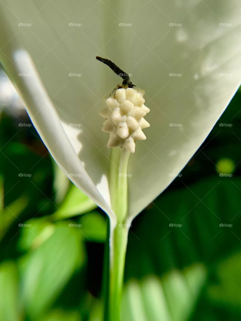 Bloom as the center of white beauty 