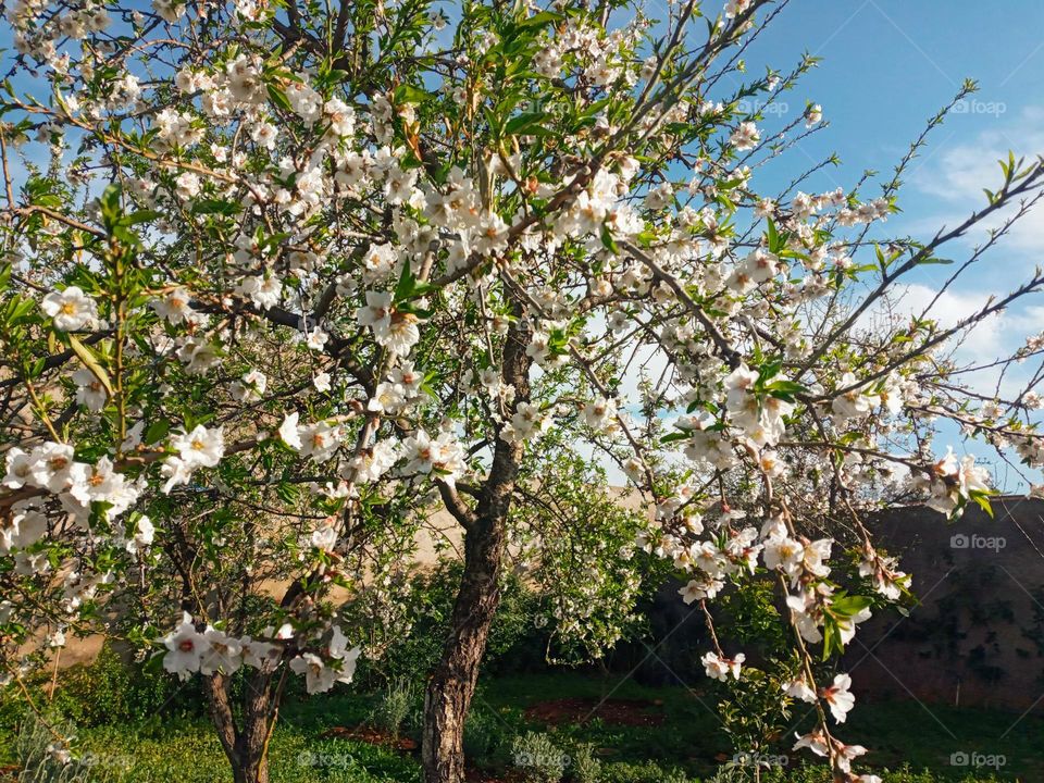 Florissant ammandier