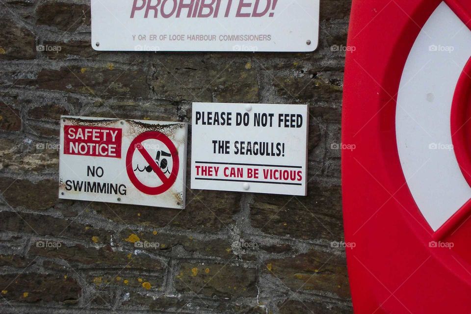 Vicious Seagulls