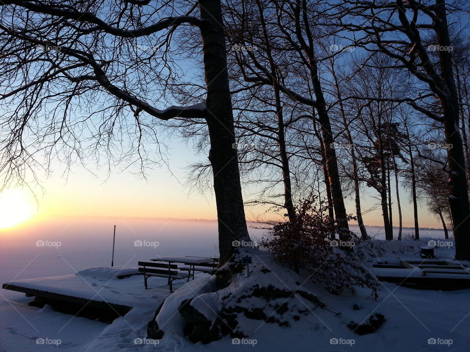 Silhouette of bare tree in winter