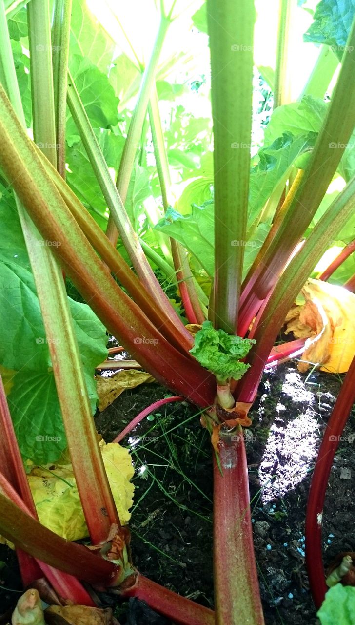 Rhubarb plant