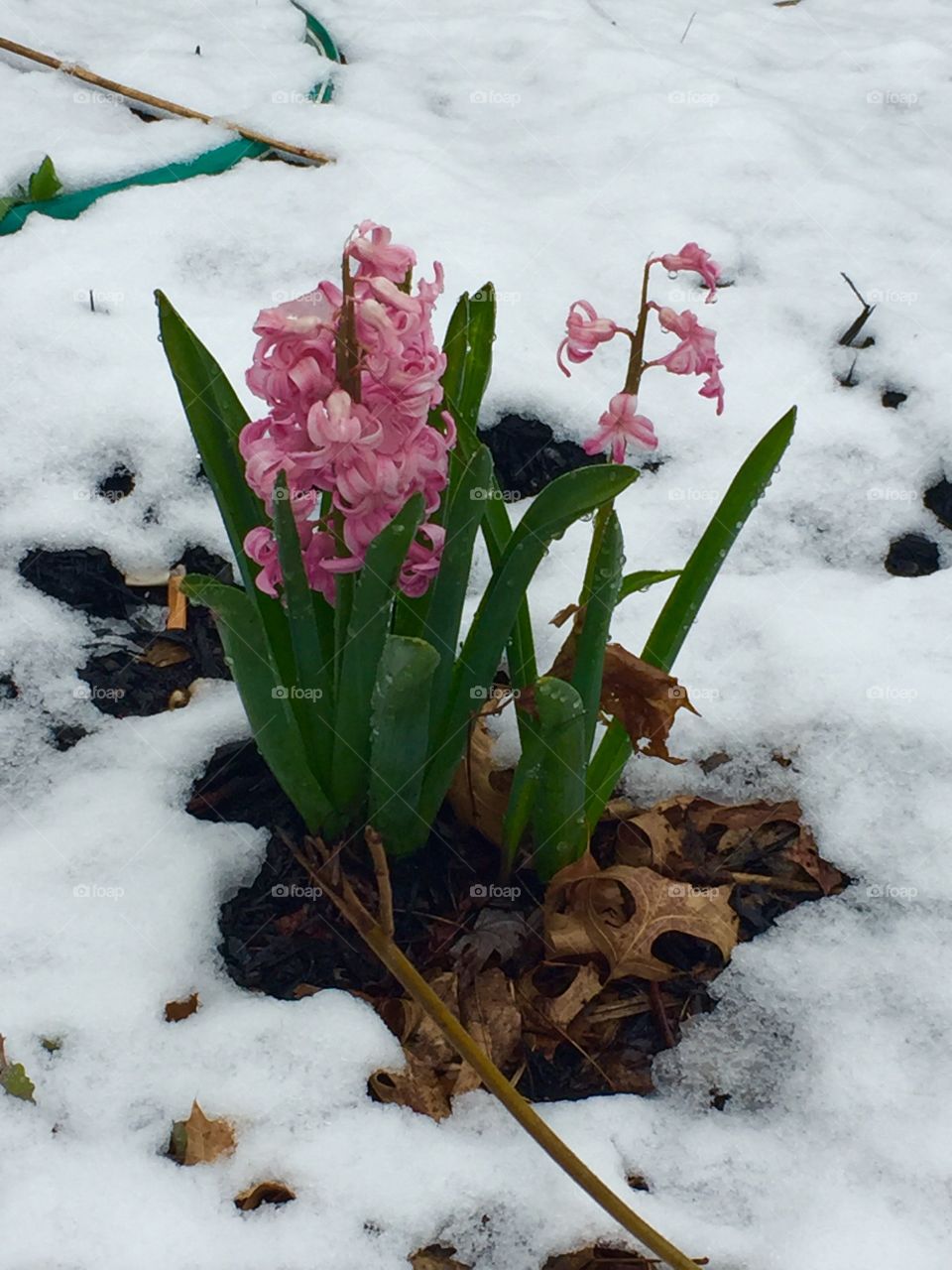 Hyacinth in the snow