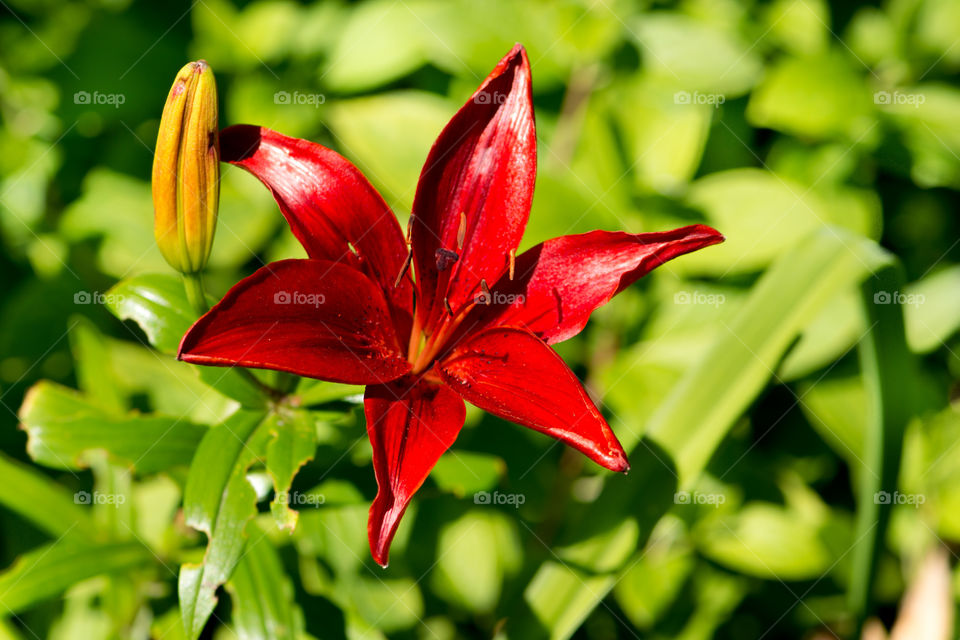 Red flower in sunlight