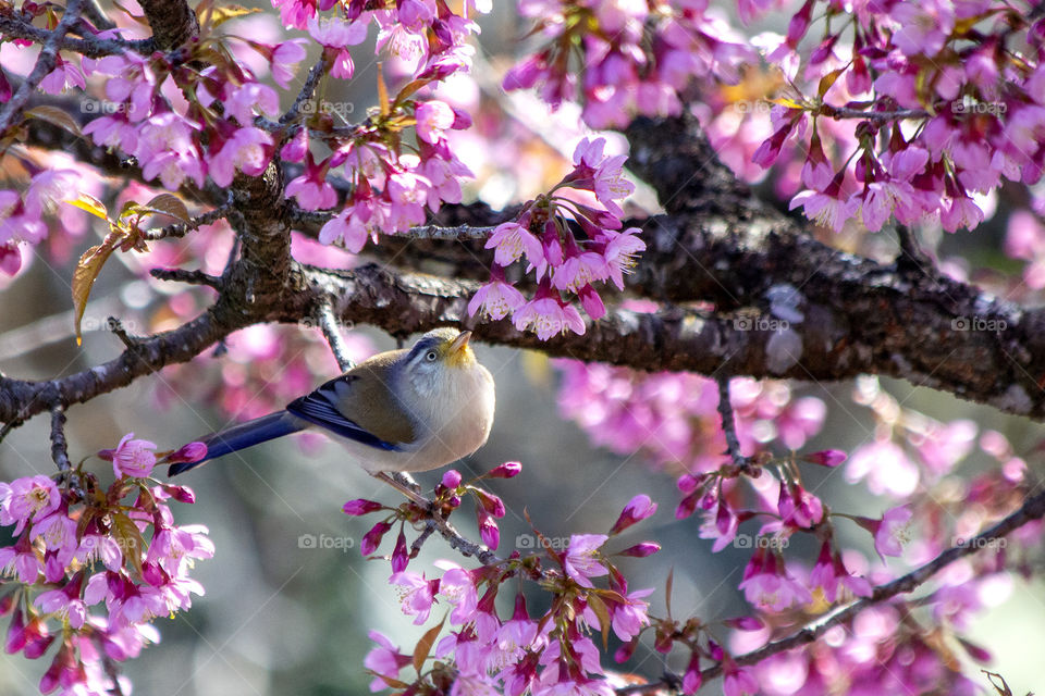 Spring in the eyes