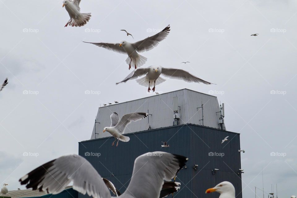 Bird watching at Howth harbour 