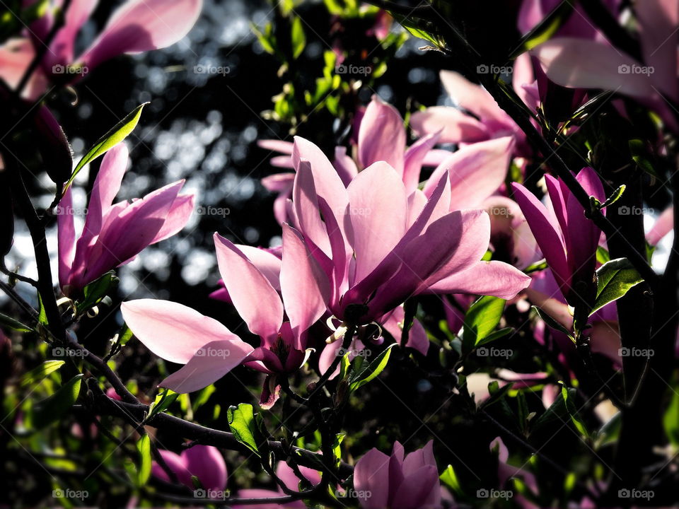 Spring flowers