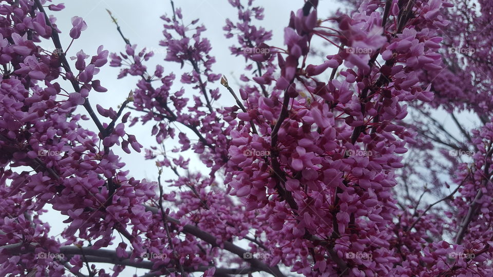 purple blossoms I I