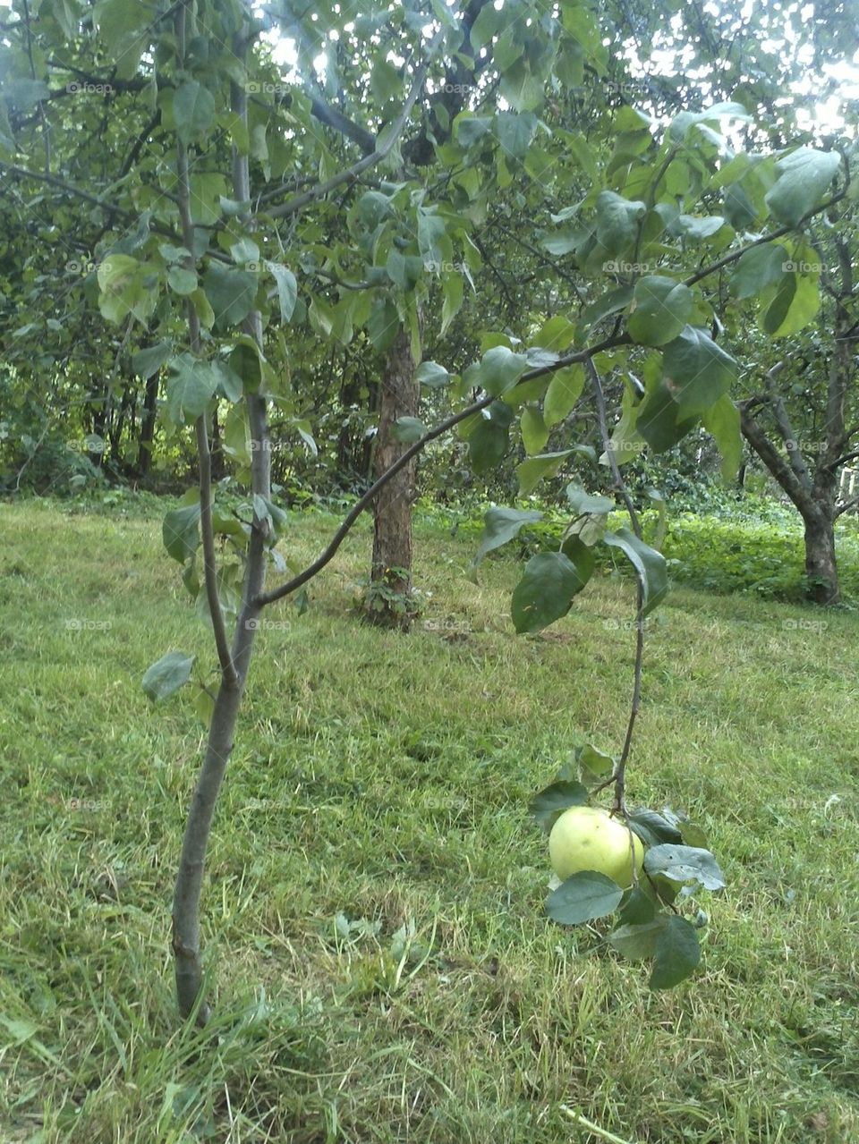 Apple tree