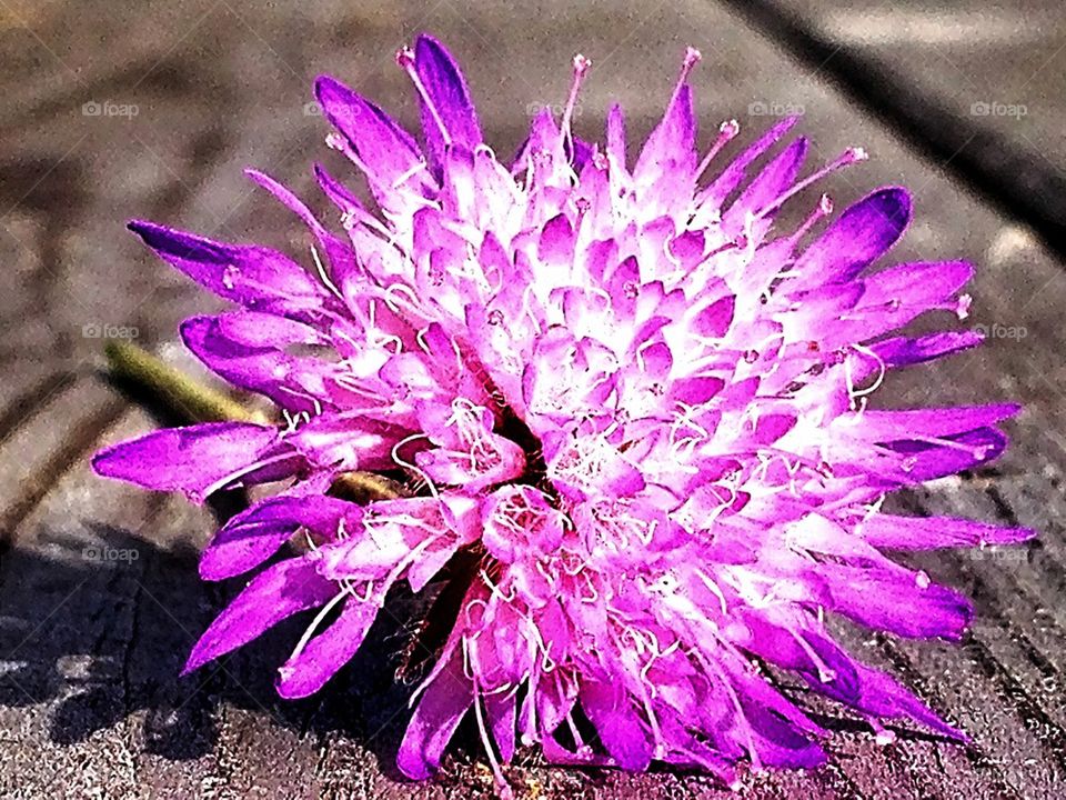 Purple Flower