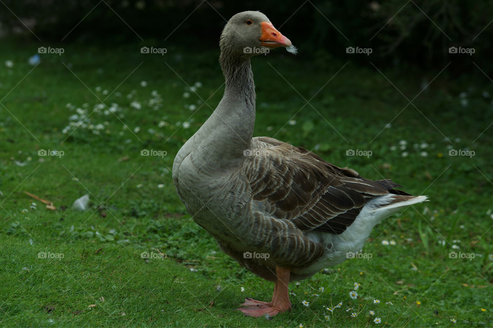 Duck