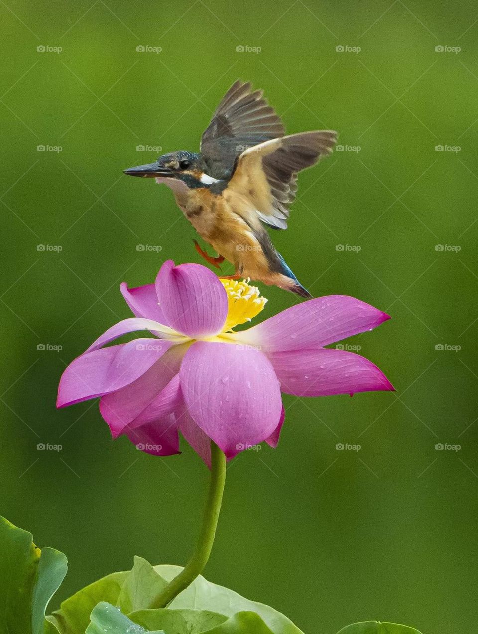 Lotus and Kingfisher, shot in Xi'an China.