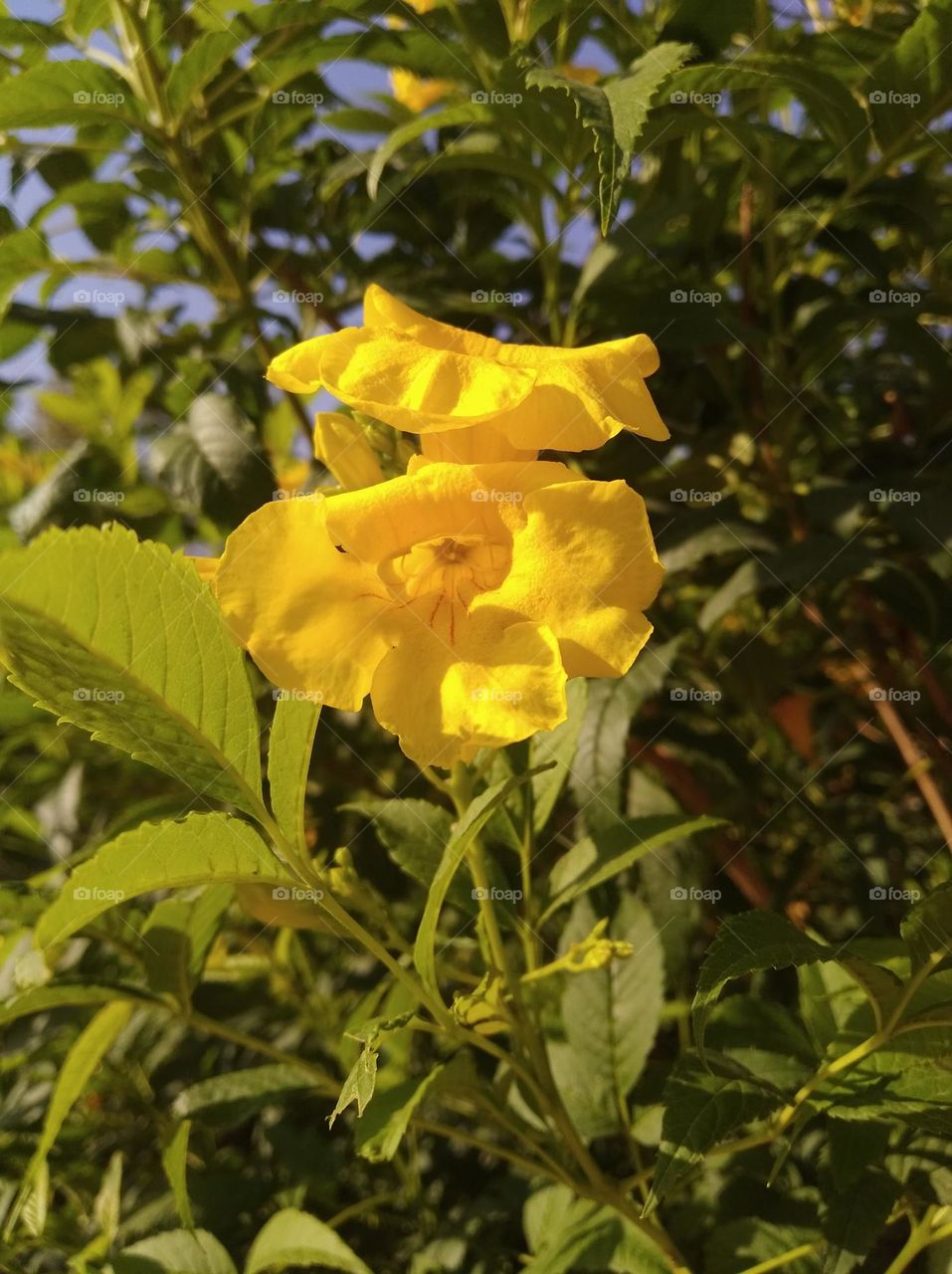 thevetia yellow flower shurb small in size fresh seasonal looking very beautiful generally found everywhere