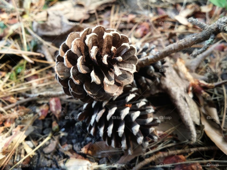 Pinecones in Fall