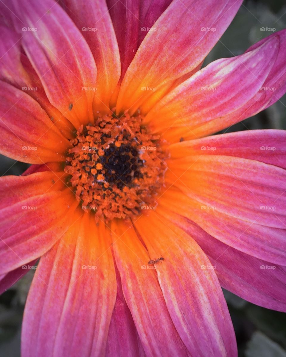 Starkist daisy with ants