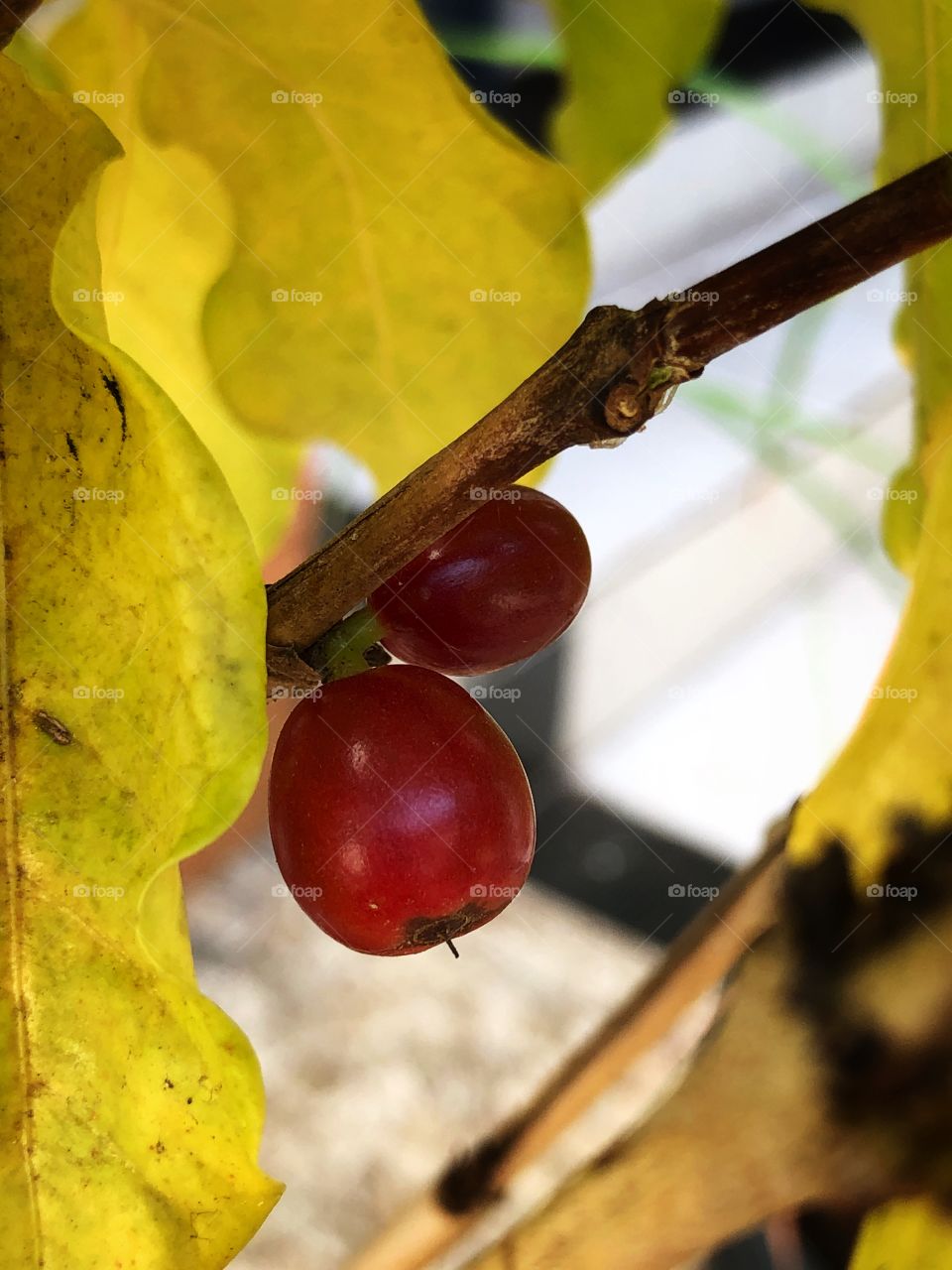 Coffee, in the tree. The last fruits in the season. A sweet fruit that turns out a nice beverage...