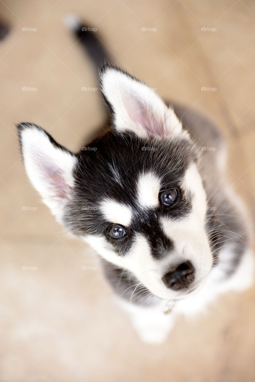 Directly above of a husky puppy