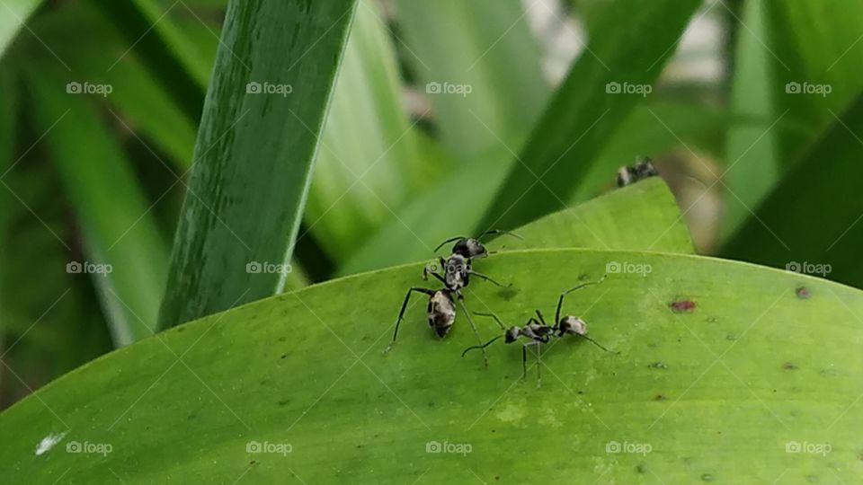 Black Ant 🐜 with Friends