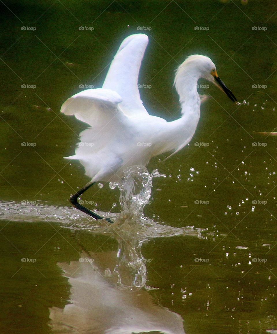 Snowy Egret Chasing Fish
