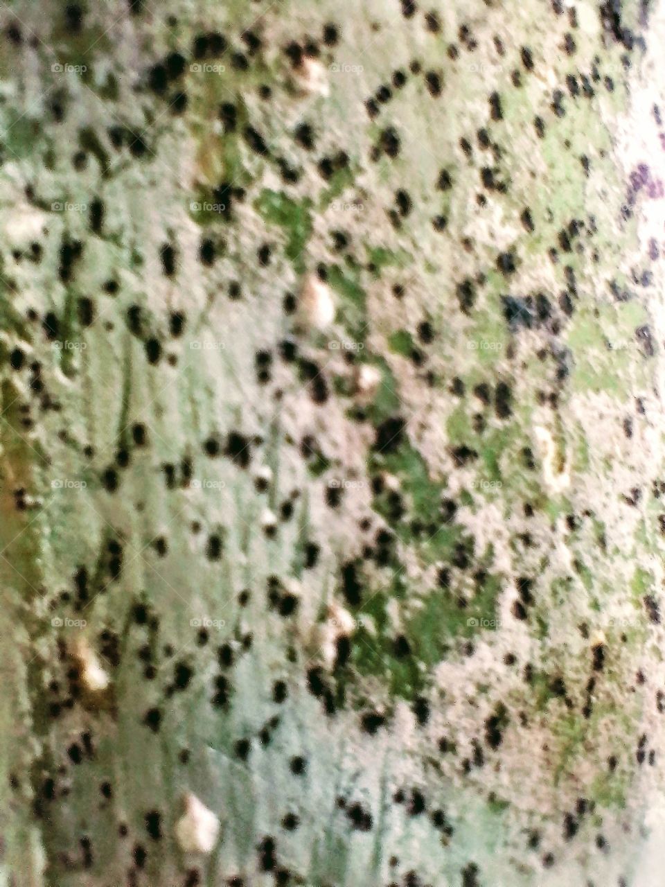 Art Pattern Of Plant