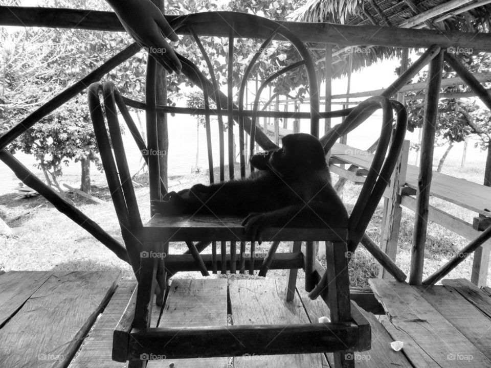 Chilling in the jungle