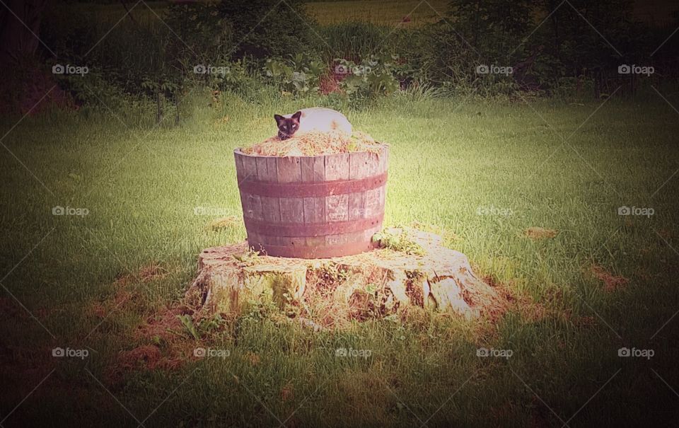 cat on the barrel
