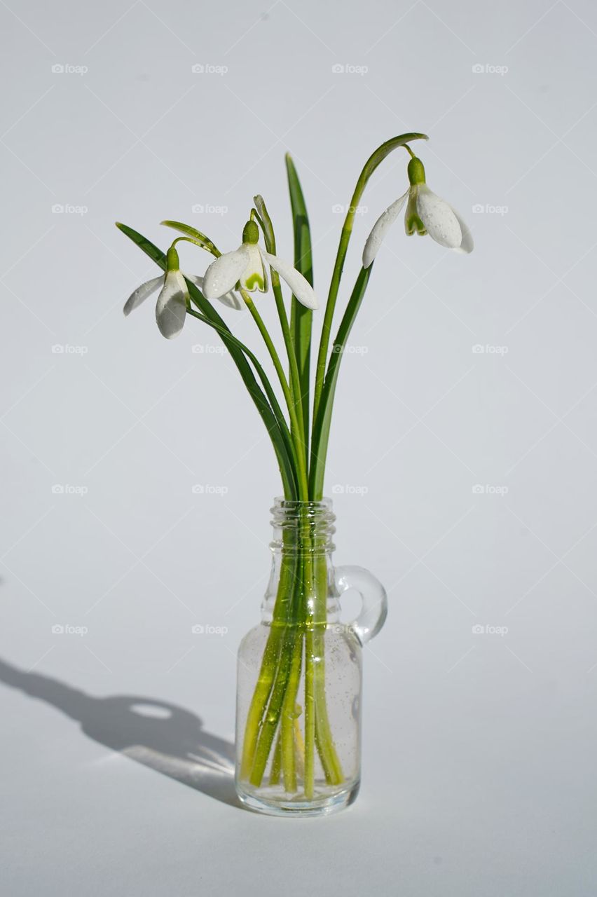 Snowdrops in a vase on a white background