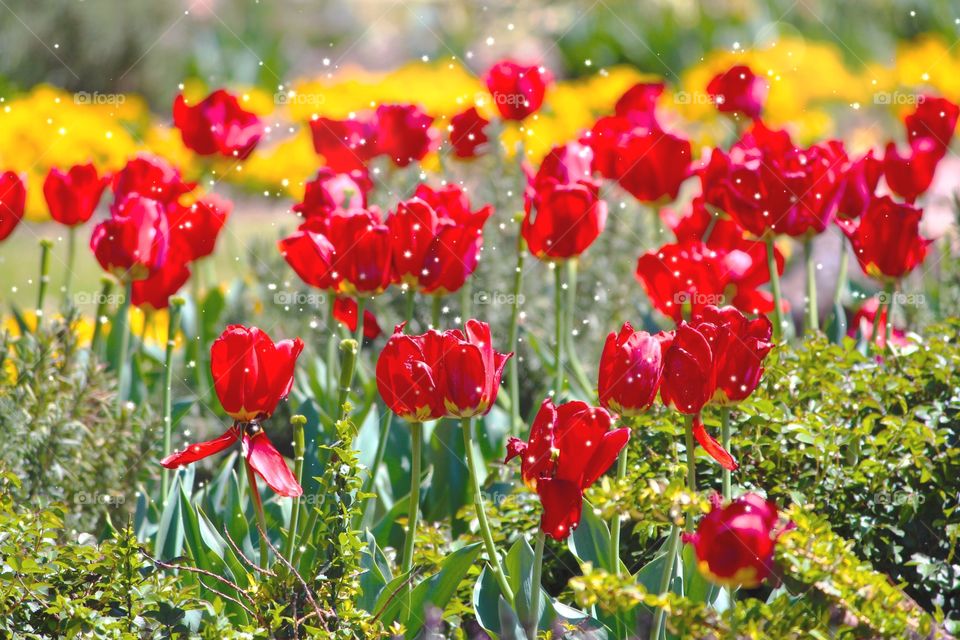 Tulips in a dusting of snow