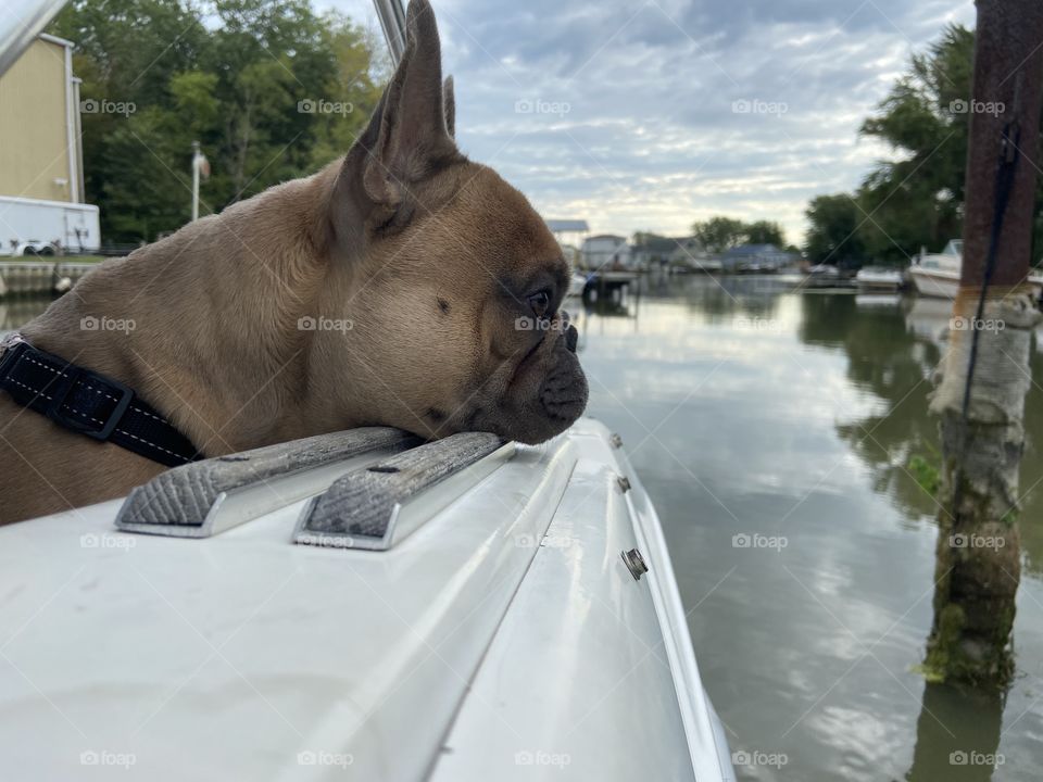 French Bulldog peeking over the side of the boat on a partly cloudy morning, wishing summer was still here! 