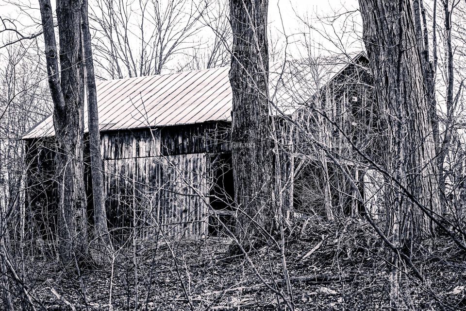 An old barn rots in a dying forest