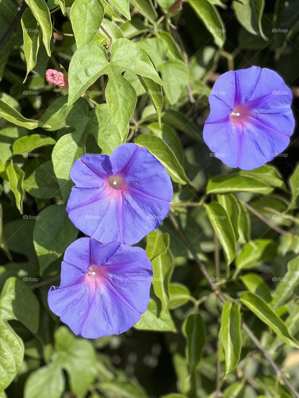 Three Purple flowers