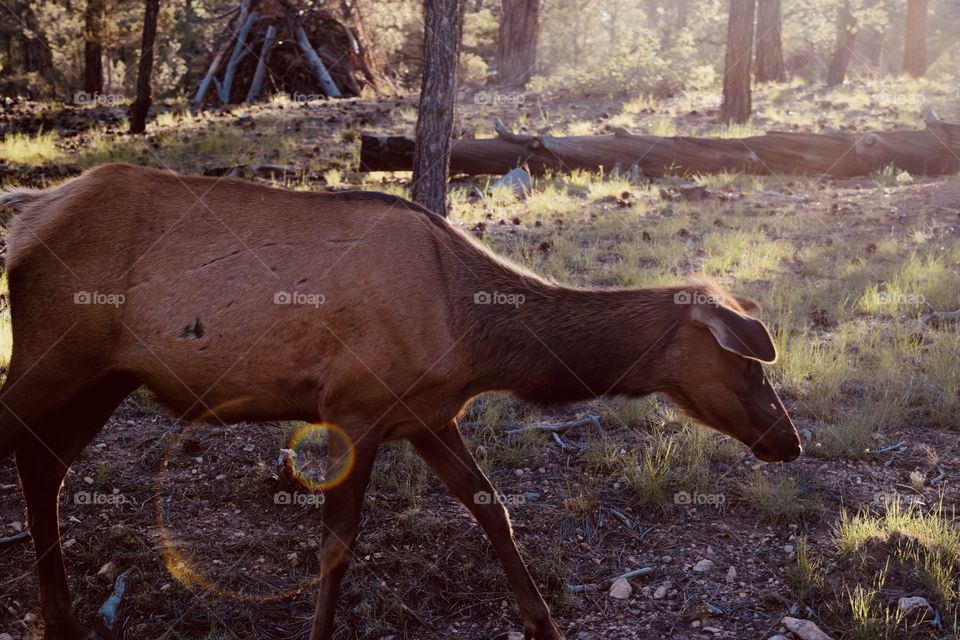 another deer picture