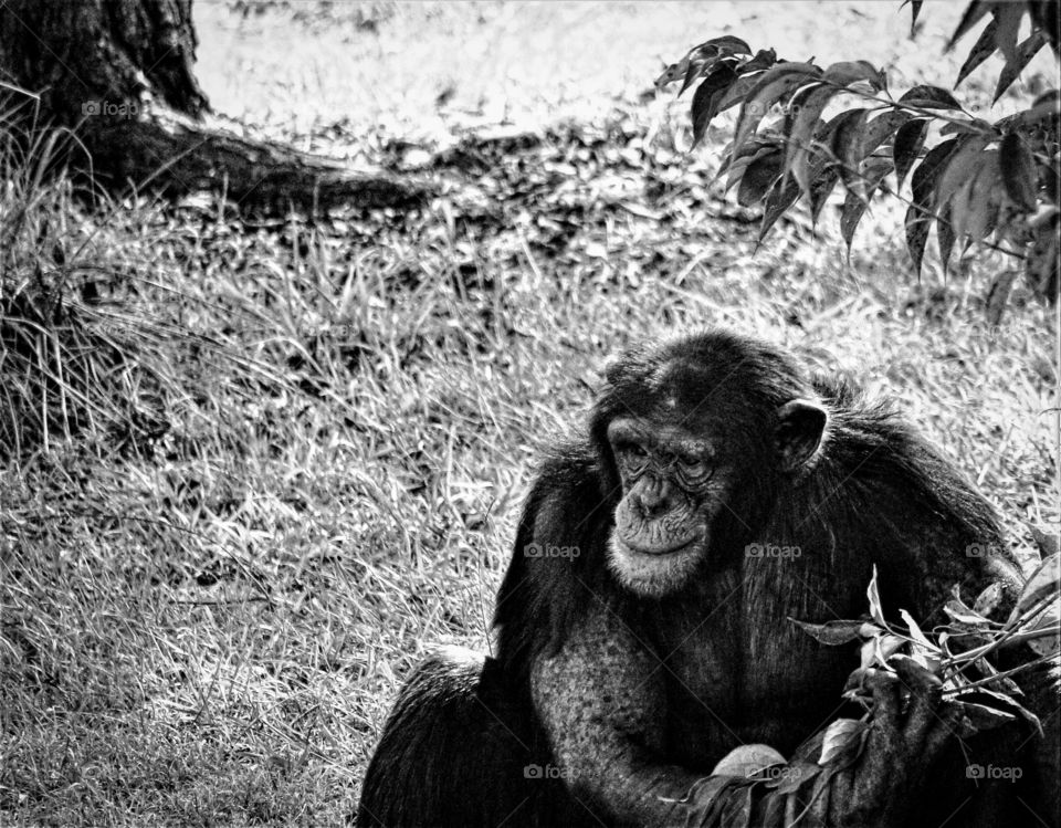 Black-and-white Chimpanzee