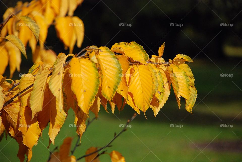 Fall tinted yellow tree leaves against dark background 