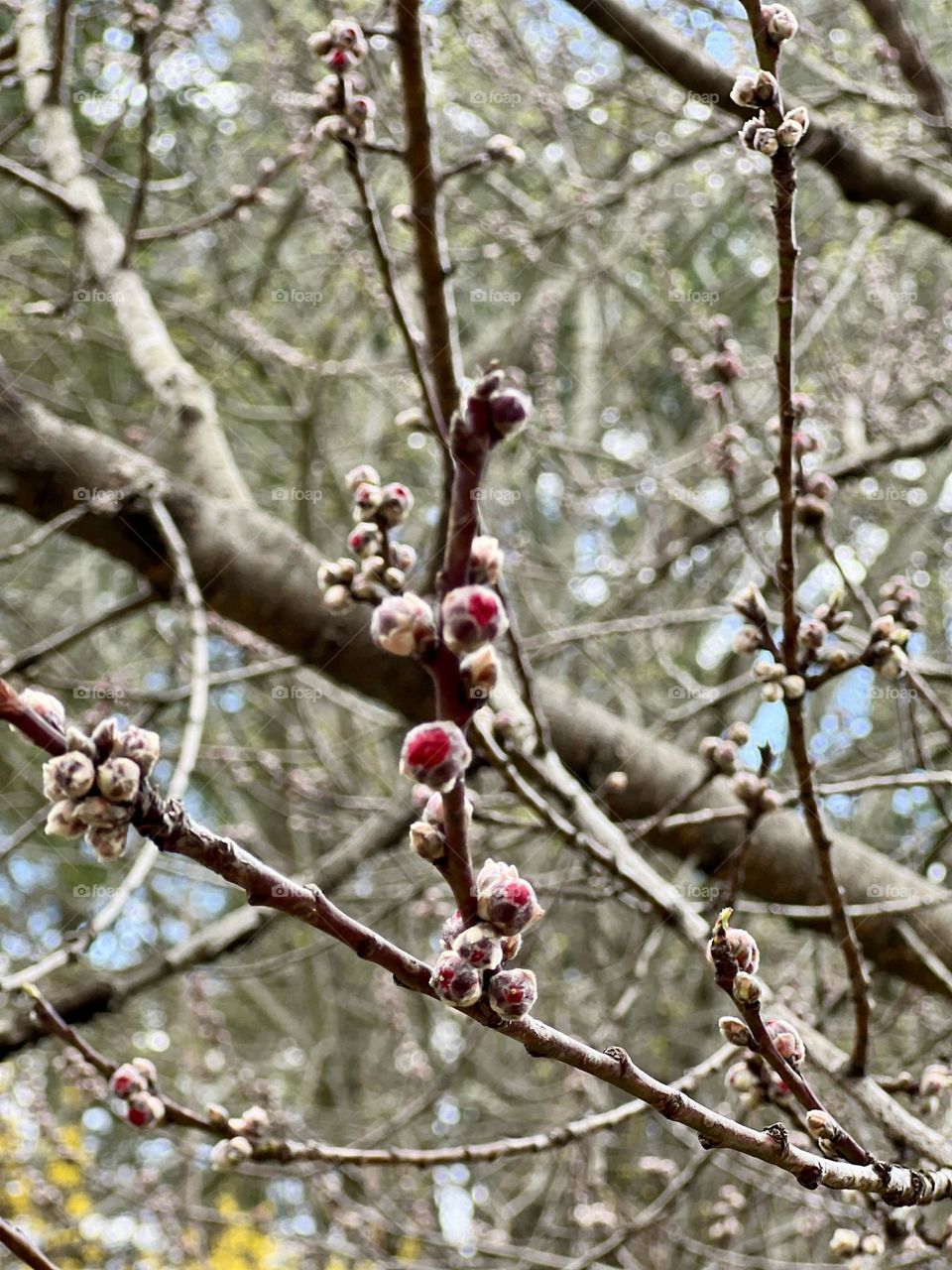 Tree Blossoms 