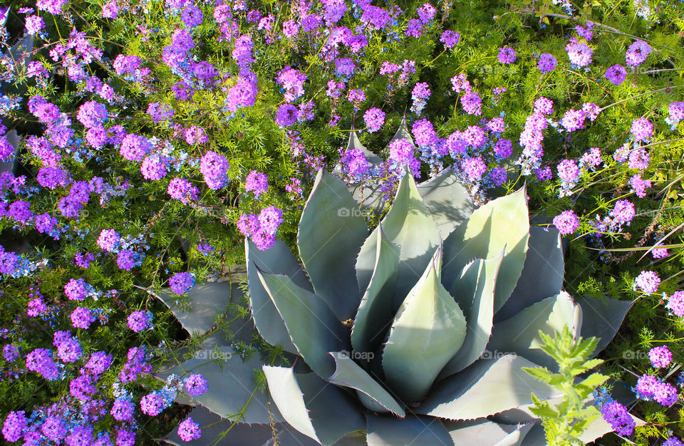 Contrasts . Soft purple flowers meet prickly succulent 
