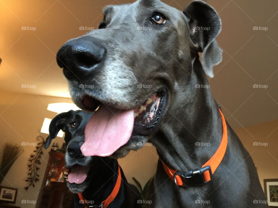 Happy Smiling Great Dane Dog 