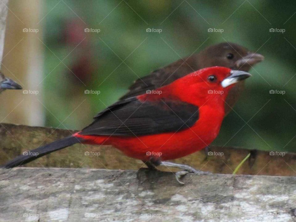 bird red (passaro vermelho)