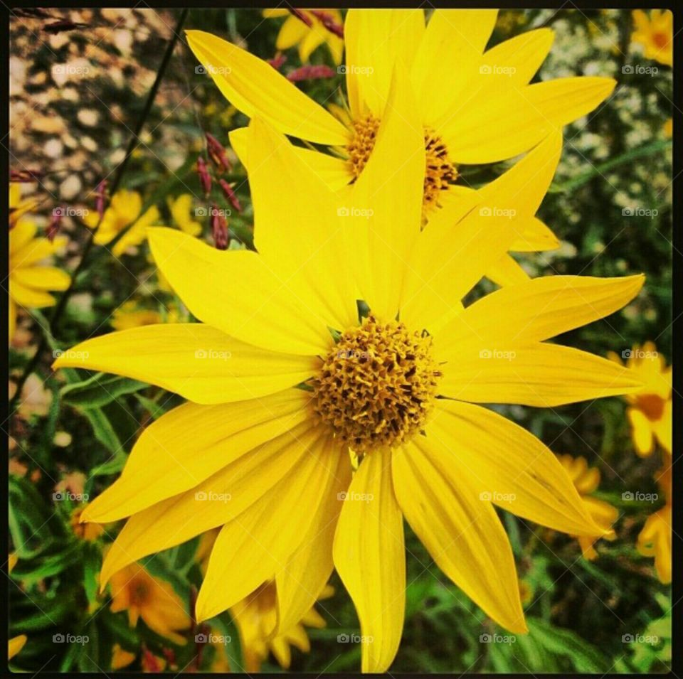 yellow flower in Texas.