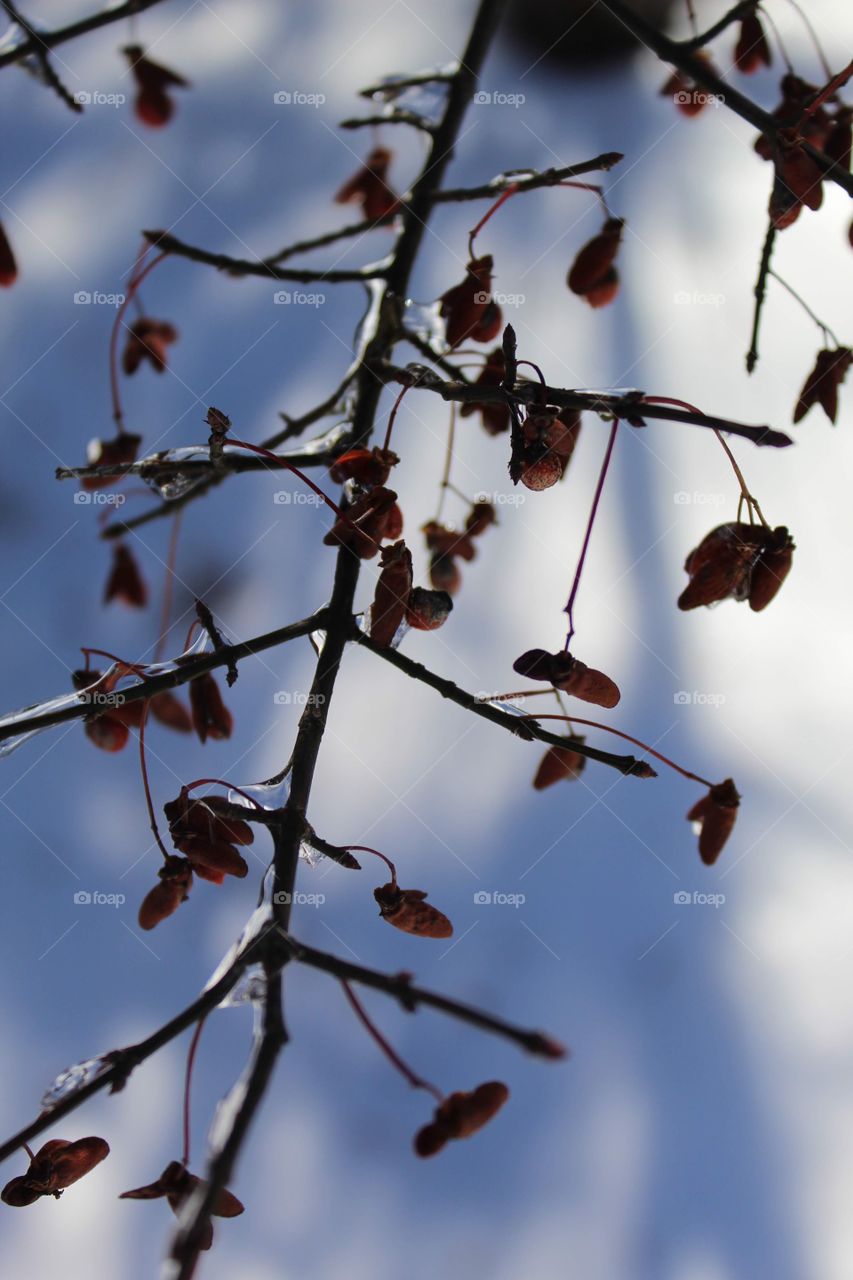 Photo of a crabapple tree in the dead of winter. Frost and Ice building up on the branch. Taken with a Canon Rebel T6