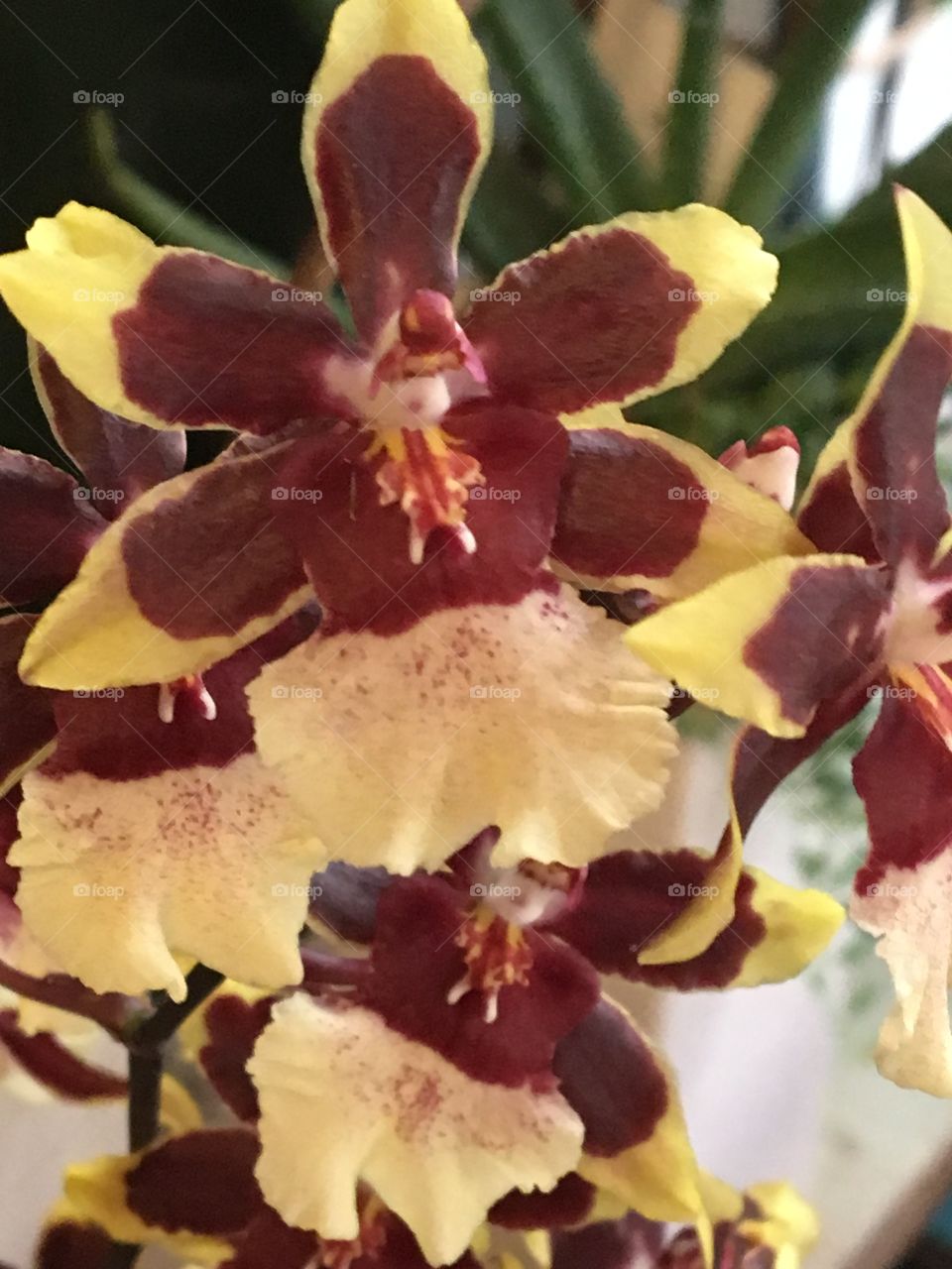 Dancing ladies - Orchids 