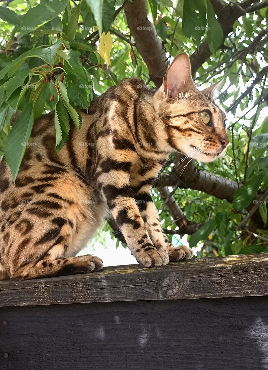 cat beautiful portrait sitting on a wooden fence summer time street view