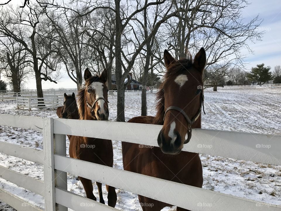 Lexington KY