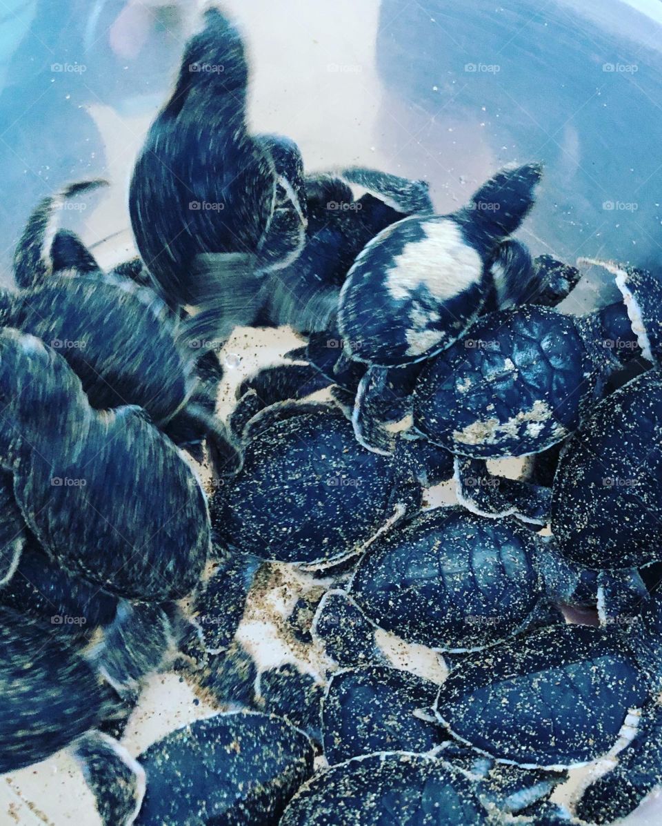 Baby turtles, Satang Island, Sarawak