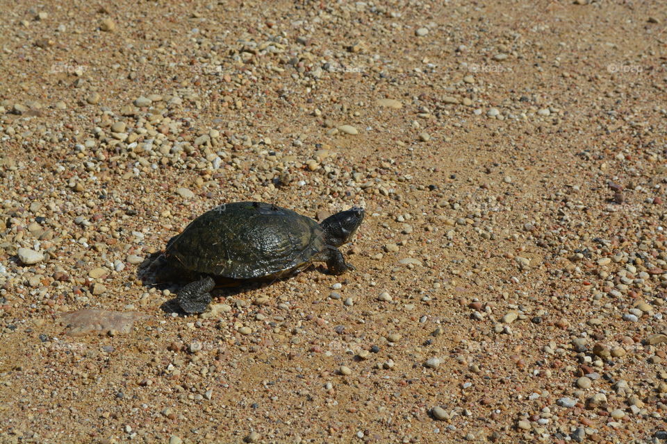 Turtle I saw crossing a country road in Maysfield Texas 
