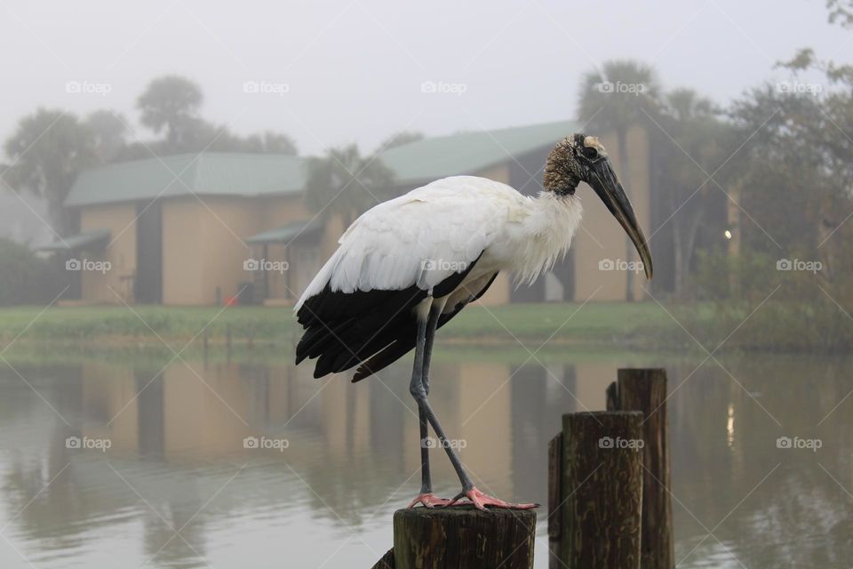 Big beautiful bird on a dock at the lake 